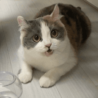 _CAT emblem
