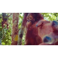 -APE- emblem