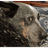 W4L emblem