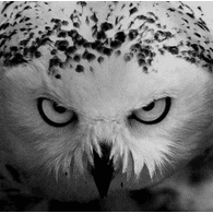 STRKE emblem