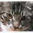 NOOBY emblem