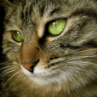 CAT-X emblem