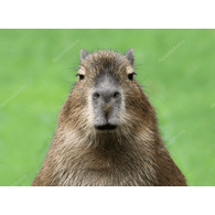 PUFKA emblem