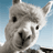 0WNED emblem