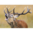H-OL emblem