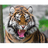 KACA emblem