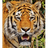 TIGRY emblem