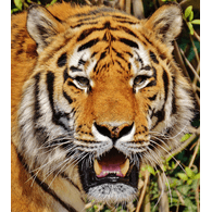 TIGRY emblem