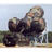N0SPG emblem