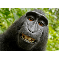 -APES emblem
