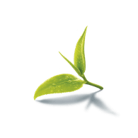 CZTEA emblem
