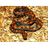 ED666 emblem