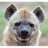 HAPIE emblem