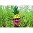 PINE emblem
