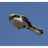 DDJP emblem