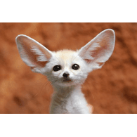 -FOX emblem