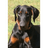 O-PL emblem