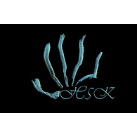 H5K emblem