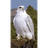 DNAFA emblem