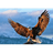 EAGER emblem