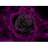 LRN emblem