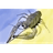 STRK emblem