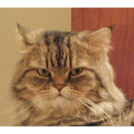 CATZZ emblem