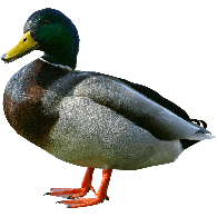 EEND emblem