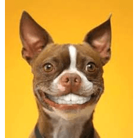 DOOG emblem