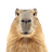 PLC_ emblem