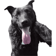 PULIN emblem