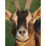 5KOZY emblem