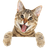 FTTYU emblem