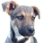 BUCHI emblem