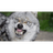 _VLK_ emblem