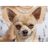 PSINY emblem