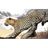 LEOPL emblem