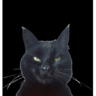 CLEEO emblem