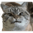 TABBY emblem