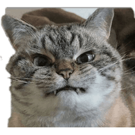 TABBY emblem
