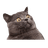MAES emblem