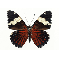 HBOW emblem
