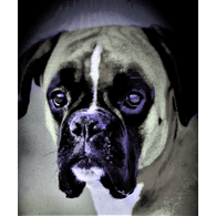 GEBO emblem