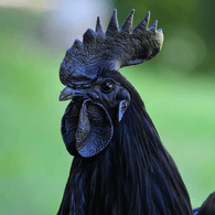 COCK_ emblem