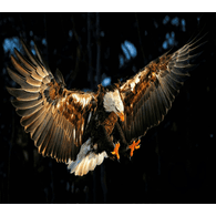WEGLS emblem