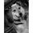 T-DOG emblem