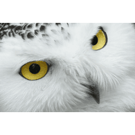 WOWL emblem