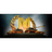 PLGY emblem
