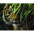 FFBS emblem