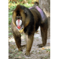 BABUN emblem